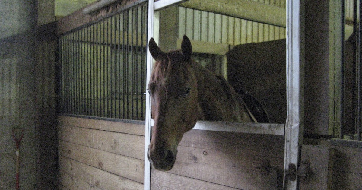 Do Horses Neigh When They Run? What is a capped hock?