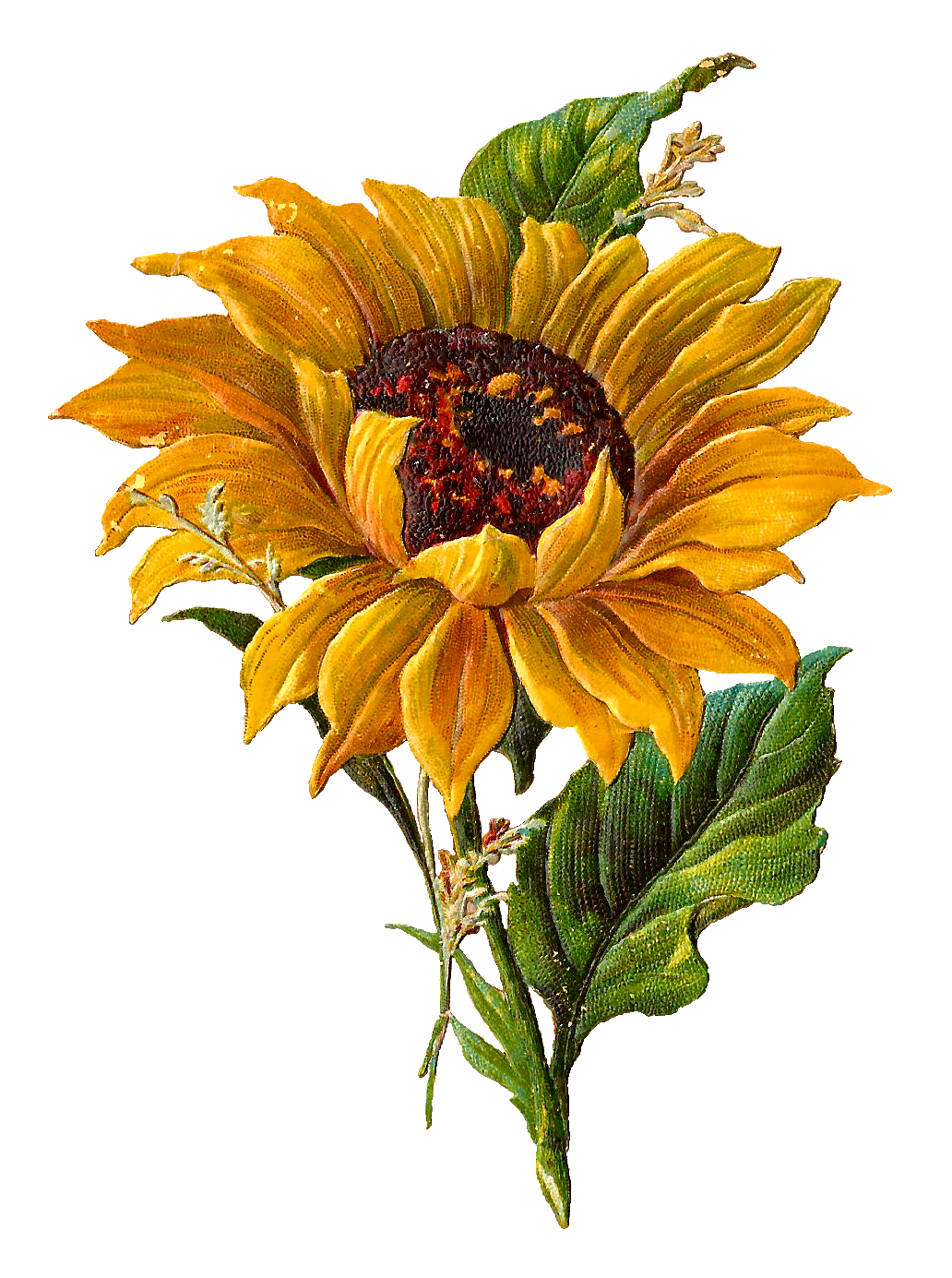 Sunflower Clip Art Black Background