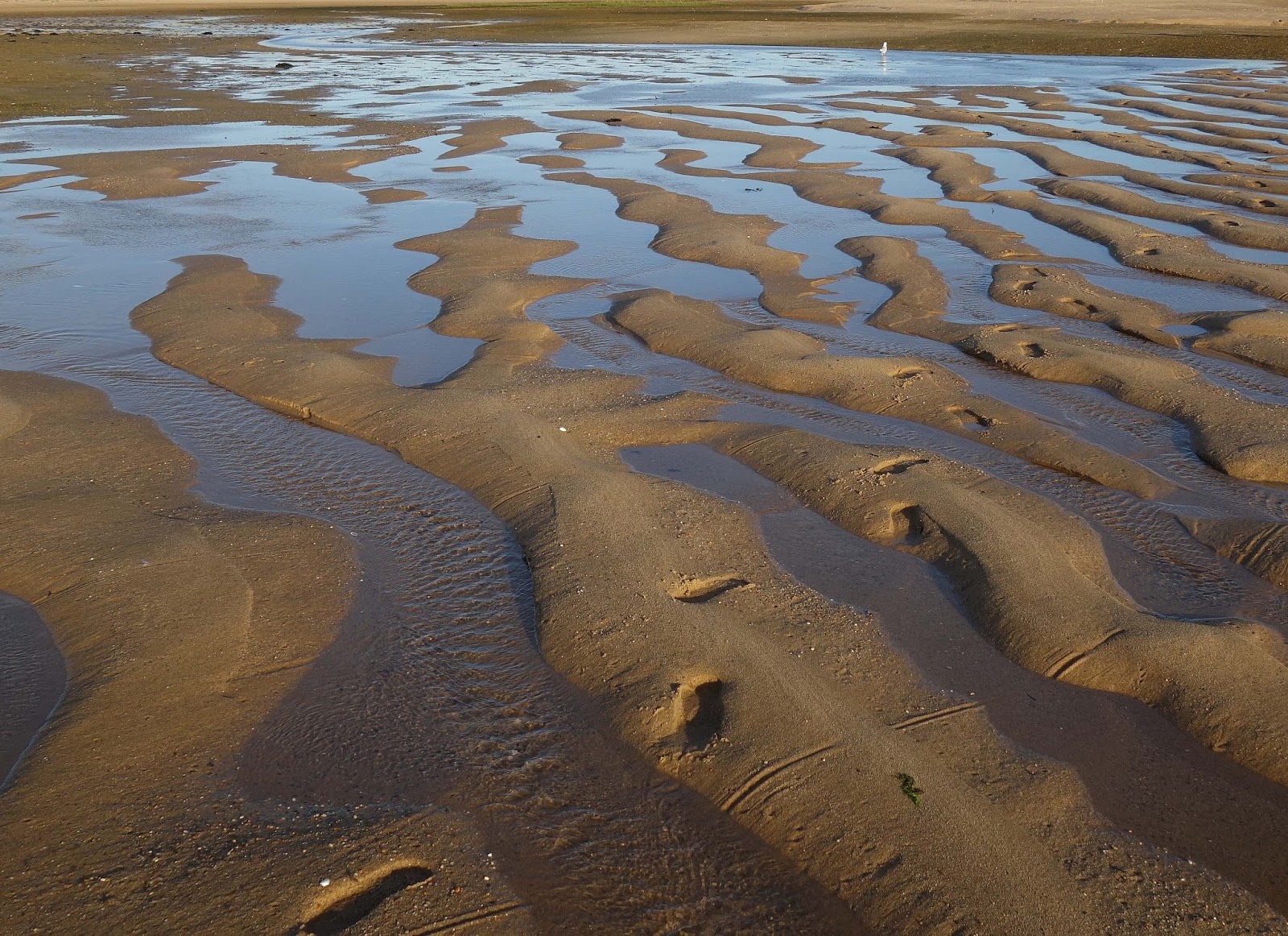 Joe's Retirement Blog Race Point Light Sunset, Herring Cove Beach