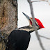 A Pileated Woodpecker of The Vermilon River.