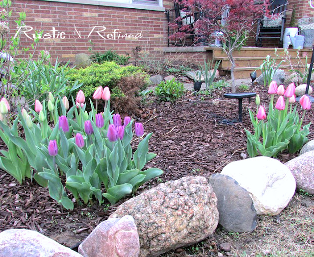 Fall planted tulip bulbs that bloom in late spring