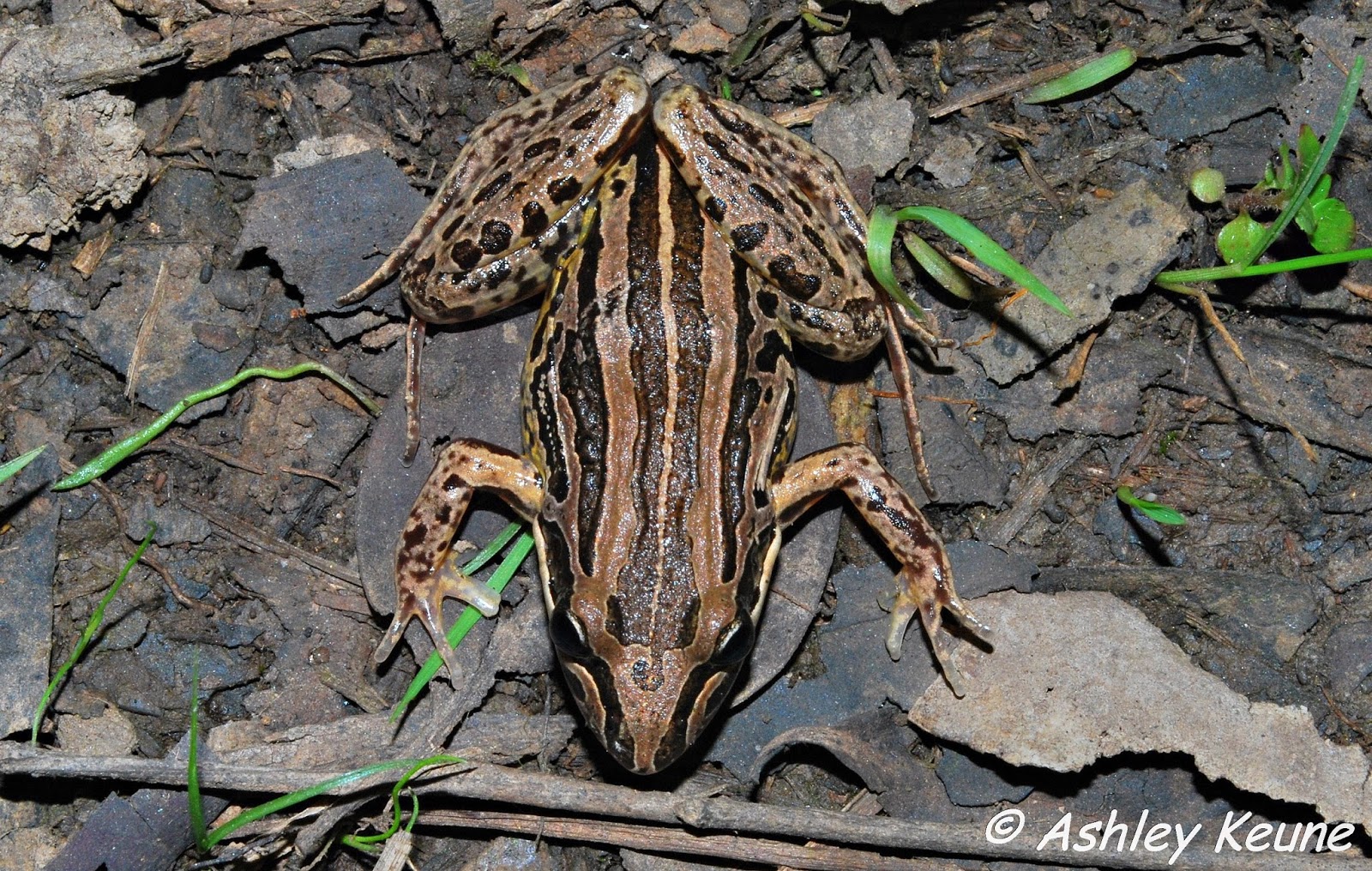 Australian Frogs Photography KEUNEA PHOTOGRAPHY Good Variety of Frogs
