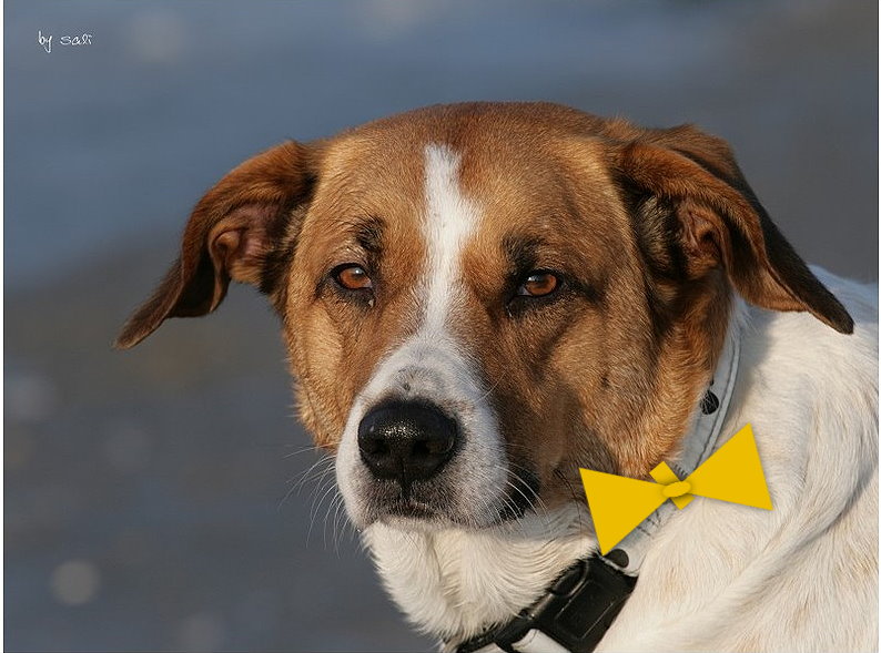Aktion "Gelbe Schleife" Manche Hunde brauchen mehr Abstand ABOUT