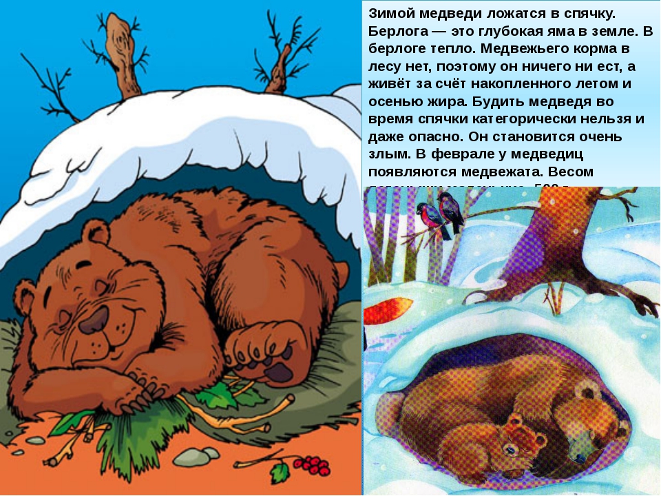 Полежу и встану текст. Берлога медведя. Животные зимой медведь в берлоге. Медведь зимой в берлоге. Медведь в спячке в берлоге.