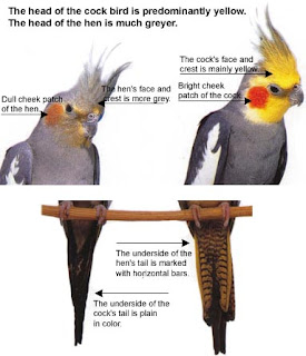 cockatiel bird gender information