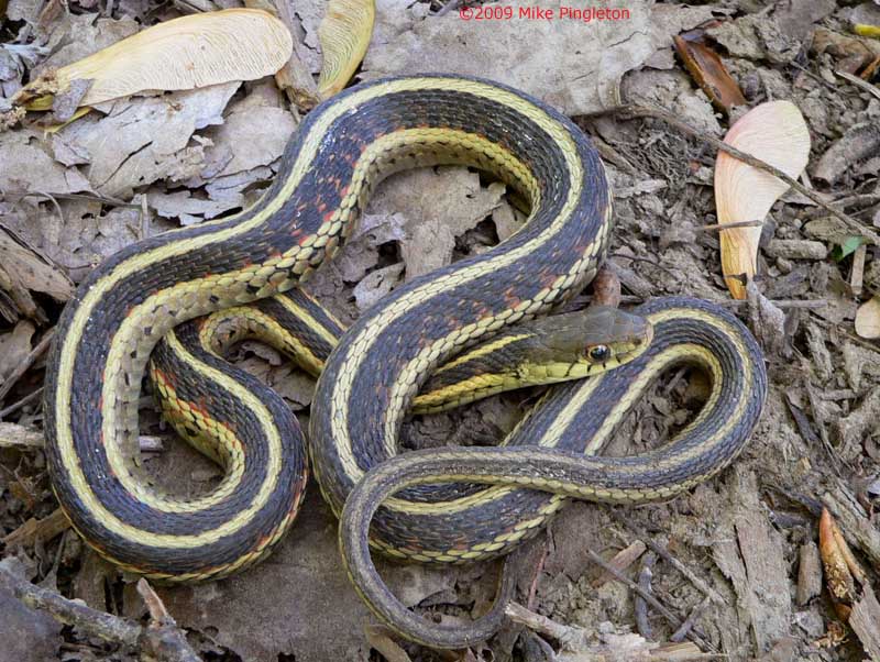 Snakes: Eastern Garter Snake