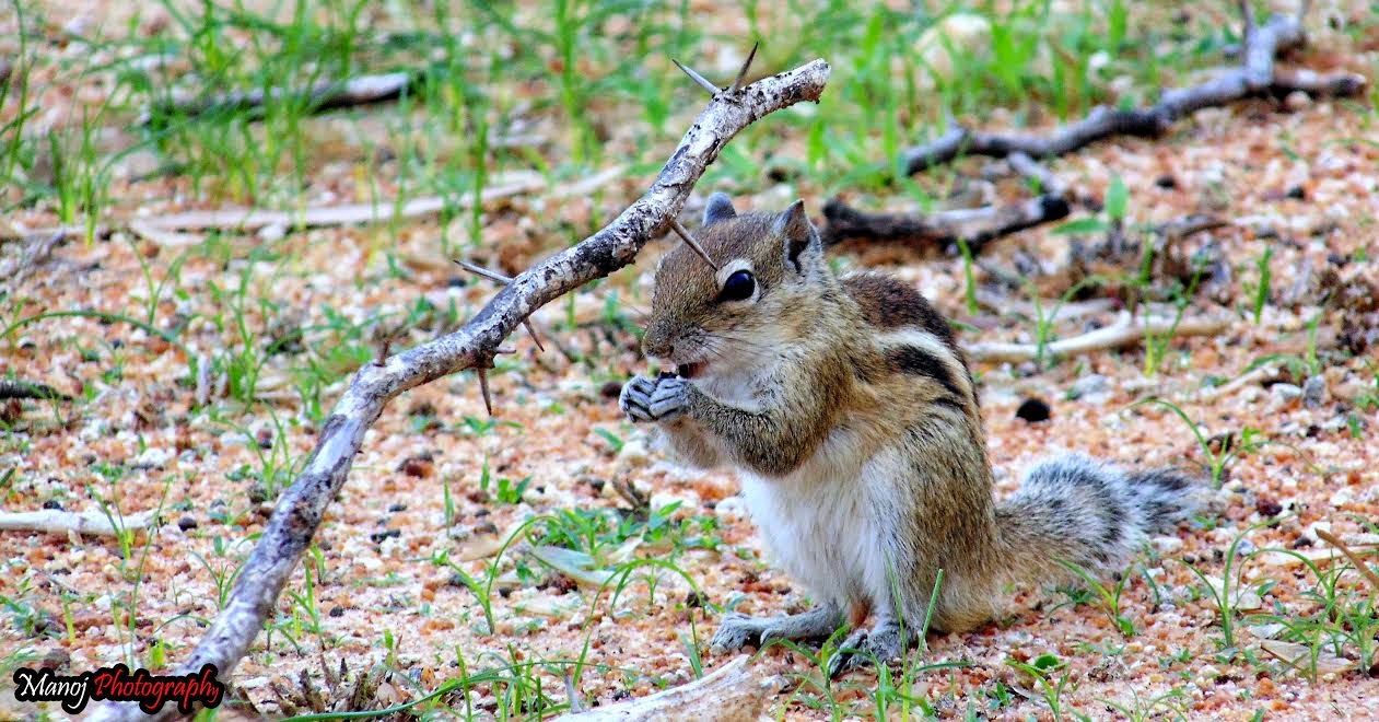 Biodiversity of Bharathidasan University Indian palm squirrel