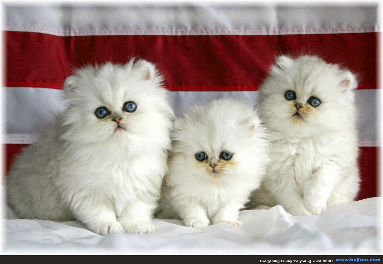 150 Gambar  Kucing  Lucu  dan Imut Anggora Persia  Maine 