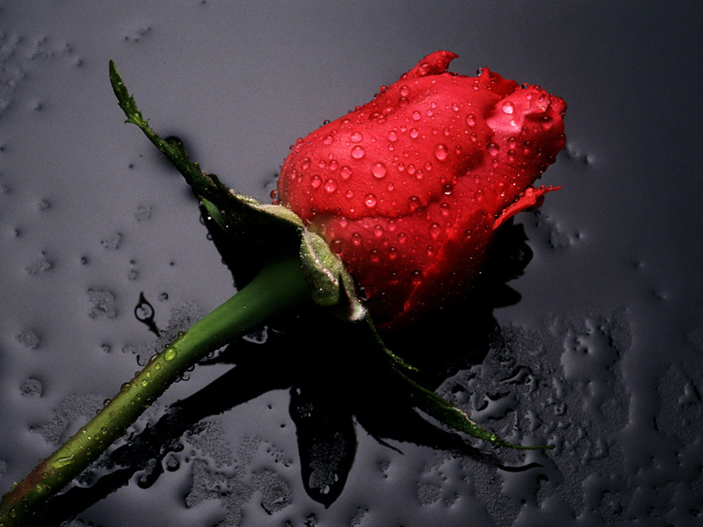 Free Flowers Photo And Wallpapers: red rose flowers wallpapers, flower