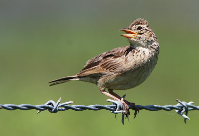 10 Perbedaab Burung Branjangan Jantan Dan Betina Paling Akurat