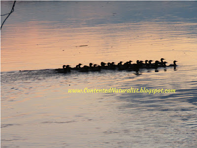 The group of Mergansers now swimming to the right in a tight cluster