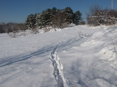 deer track in snow