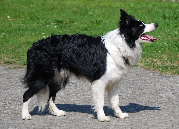 Hazyland Border Collies & Biscuit Smukke sort/hvide hunde!