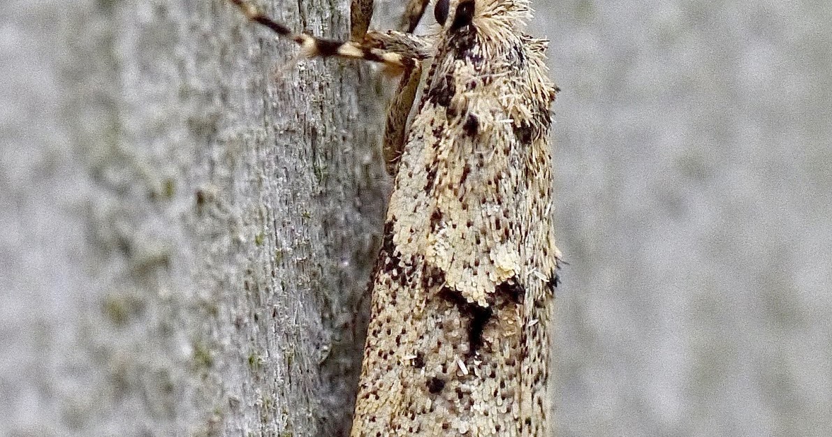 Northwest Norfolk Naturalists Six earlyseason moths