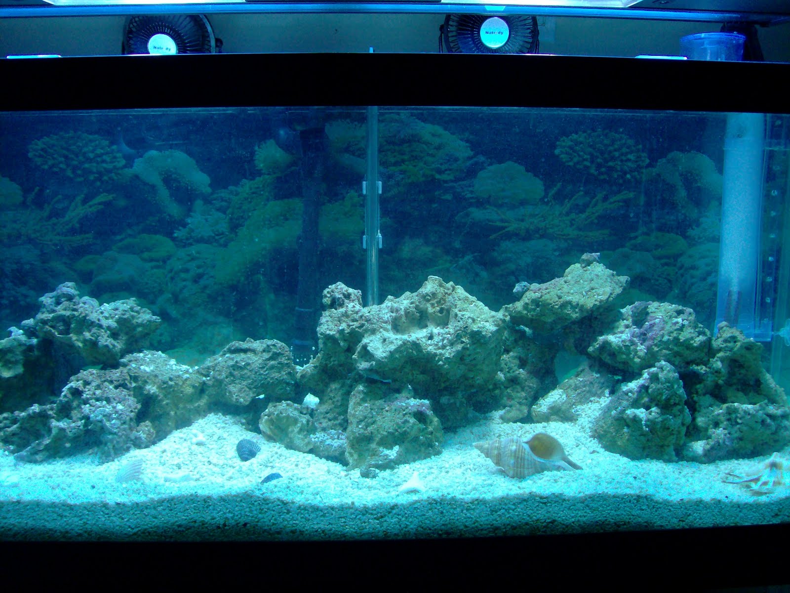 Franks Tank & Mini Reef Setting up the Live rock and filters and