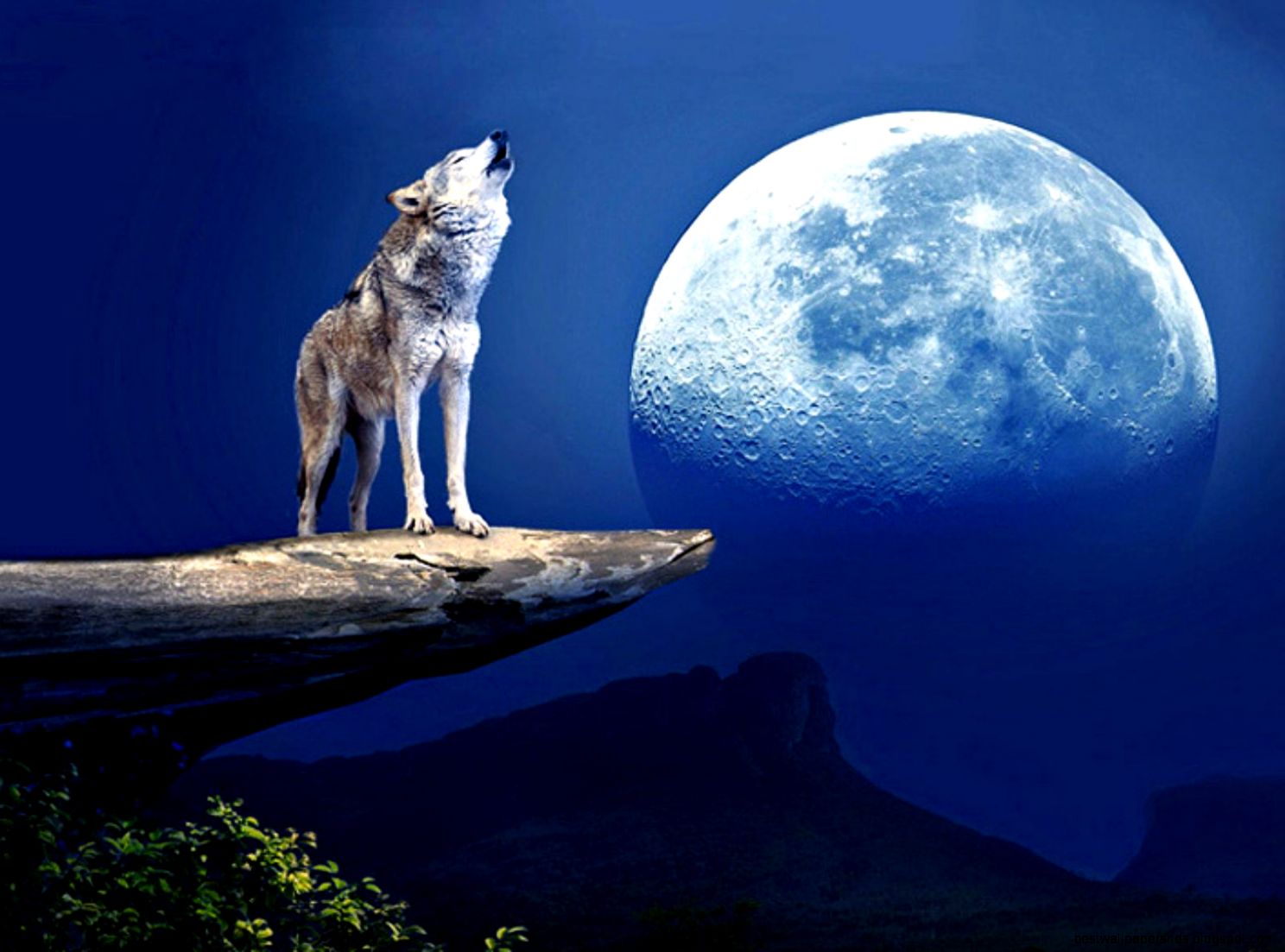Wolf Howling At The Moon Wallpaper   WallpaperSafari