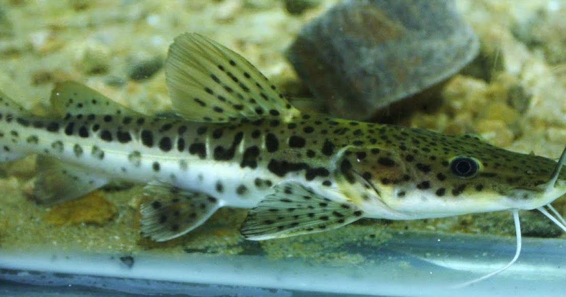 JOE'S AQUAWORLD FOR EXOTIC FISHES MUMBAI INDIA 9833898901 shovelnose