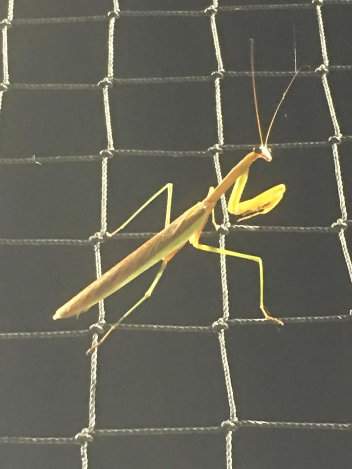 Pray All the Time How to Get Millennial Praying Mantises to Come Back