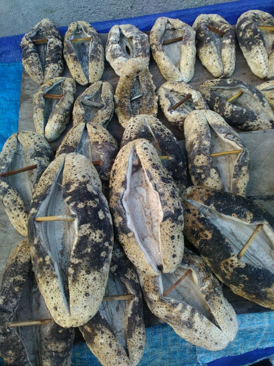 Sepiring Teripang Tumis Di Bumi Flores Nutrisi Untuk Bangsa Sepiring Teripang Tumis Di Bumi Flores Nutrisi Untuk Bangsa