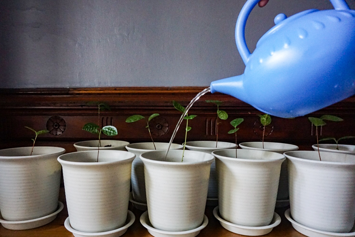 Tea Happiness A blog on tea drinking, tea history, tea industry