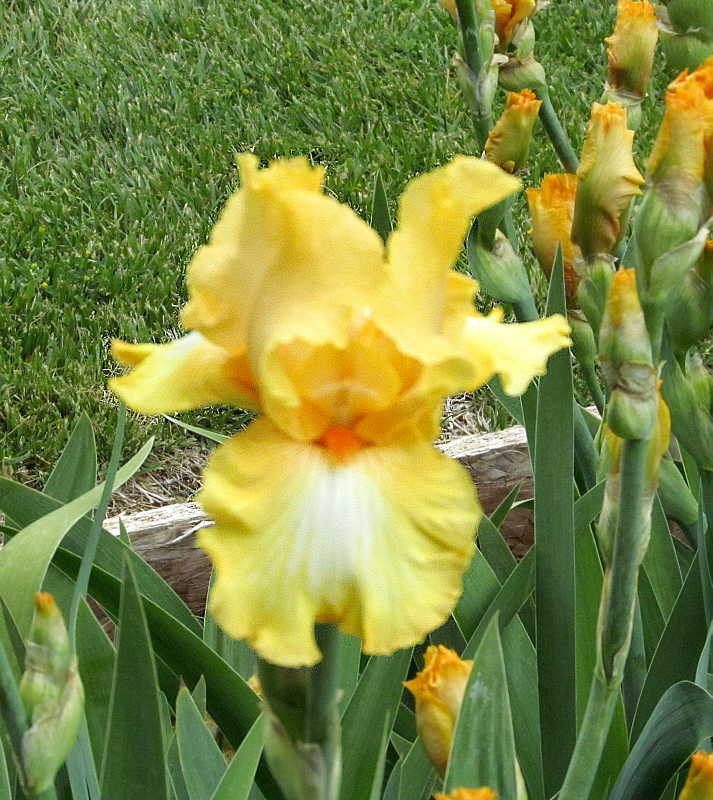 Carla's blog Hondo Iris Farm and GalleryNM Roadrunner Chapter RHS