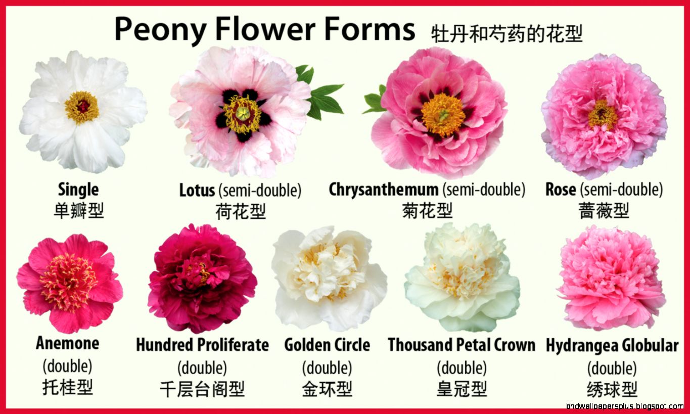 Peony Flower Forms  crickethillgarden