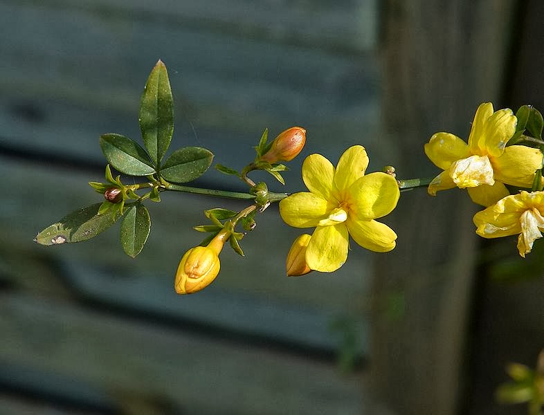 ジャスミンの種類 - Jasminum mesnyi またはイエロー スプリング ジャスミン