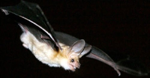 Insect-eating bat outperforms nectar specialist as pollinator of cactus flowers