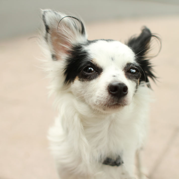 Husky Chihuahua Mix Dog Training Home Dog Types