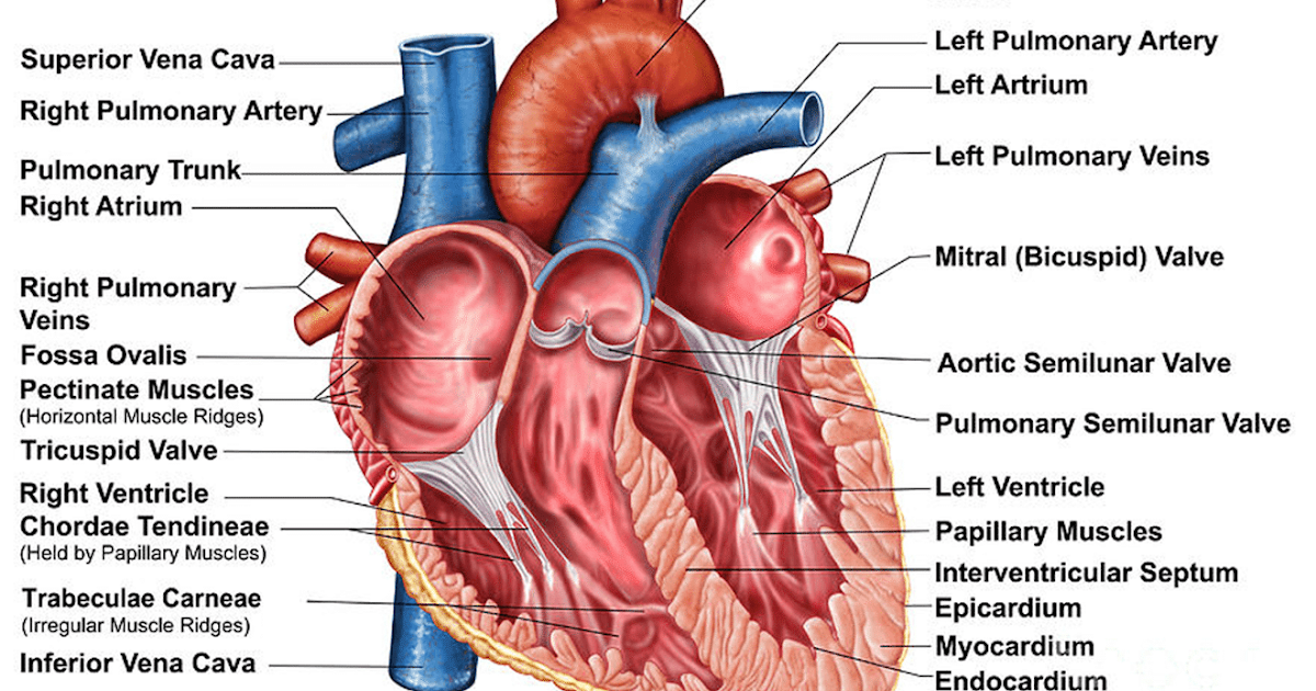 Circulatory system anatomy