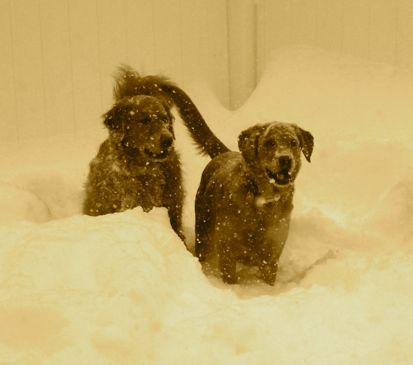 sepia picture of dogs in snow