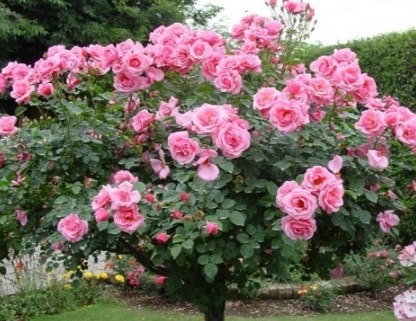 gambar bunga mawar 55