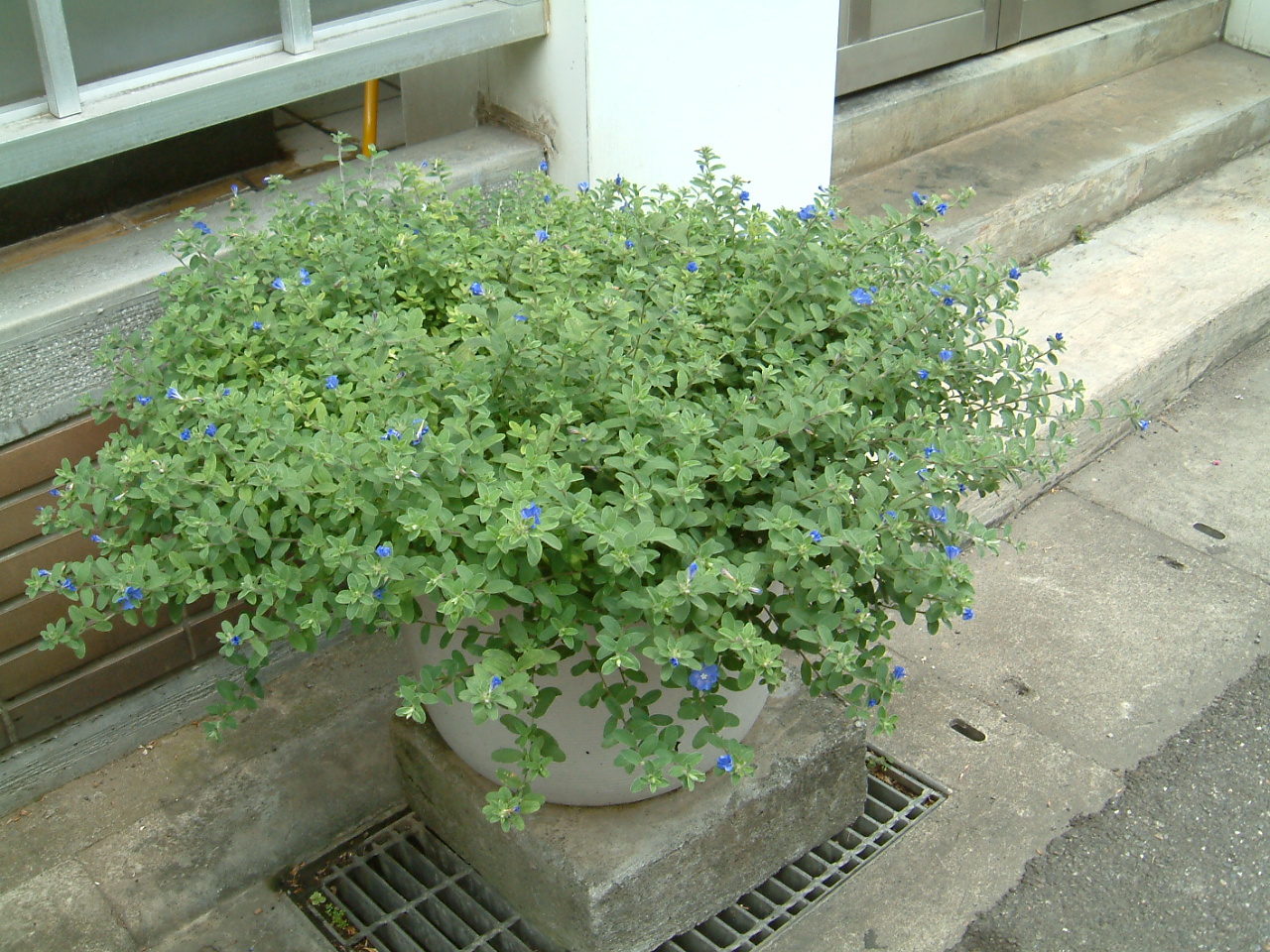 園藝達人栽培術 亮麗陽傘 藍星花 園藝部落格 Igarden 花寶愛花園園藝文摘plus