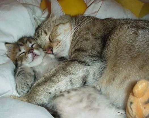 Funny Like More Like More Fun Cat Mom Hugs Baby Kitten