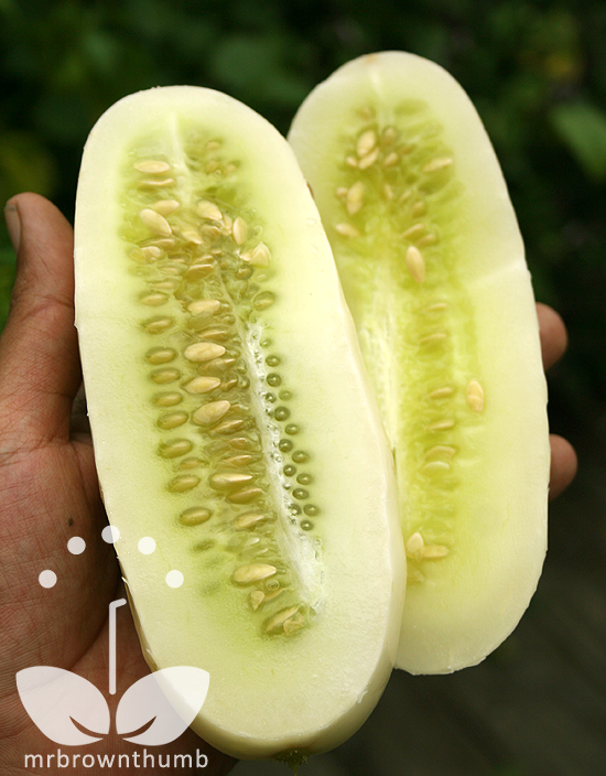 Cucumber 'White Wonder' flesh Burpee Seeds