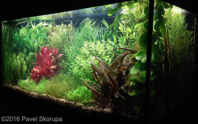 european aquascape channel 2016