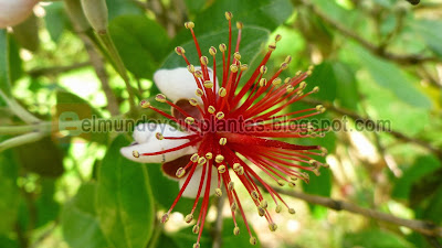 Foto de Flor de Guayabo del País