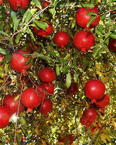 Organic Cultivation of Pomegranate Fruit