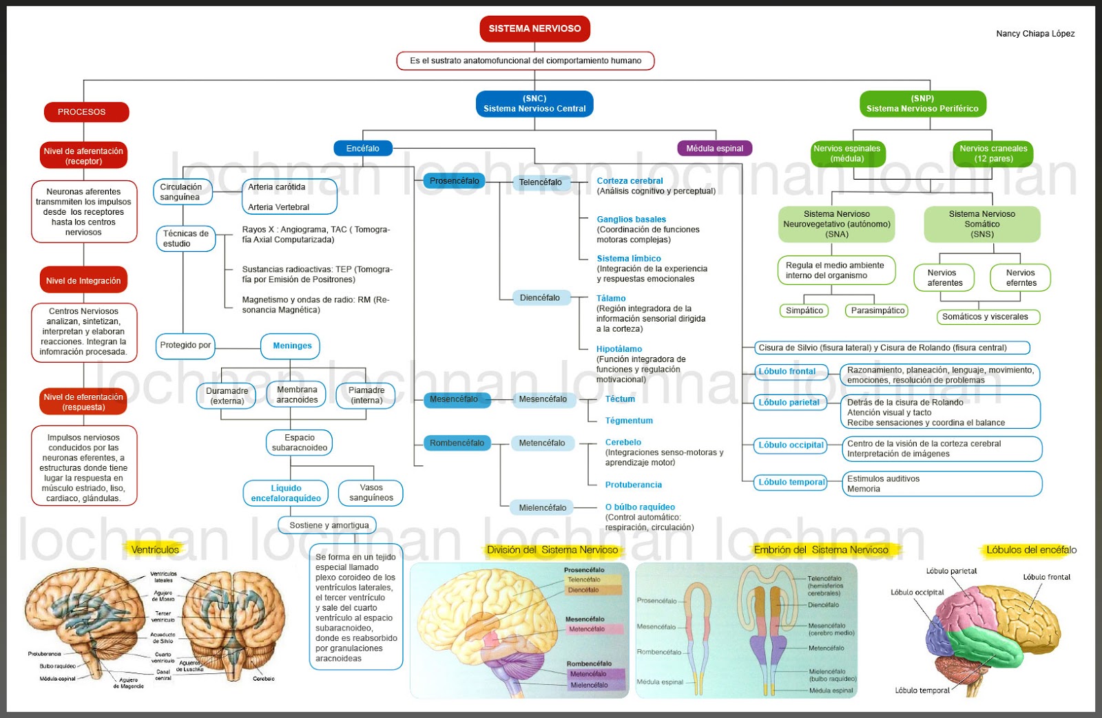 Cuadro Sinoptico Del Sistema Nervioso Central sistema.easy-share.com