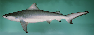 tiburon toro Carcharhinus leucas
