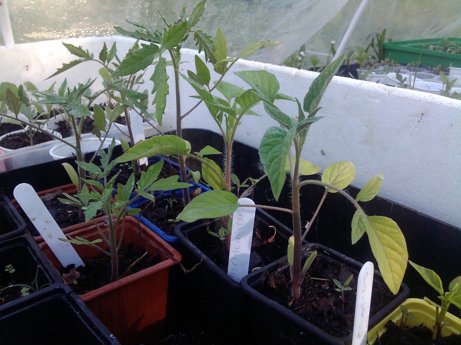 Le Potager D Aurelie Est Il Necessaire D Acheter Du Terreau Special