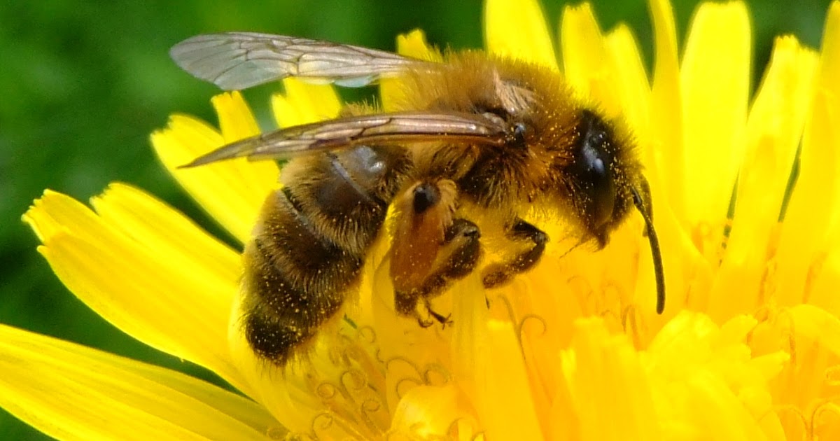 Buzzing Across America Helping Bees in Your Backyard