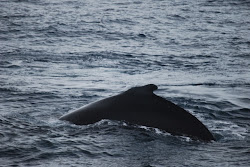 Humpback Whale teasing Polar Star onlookers (photo by Rob Tillar)