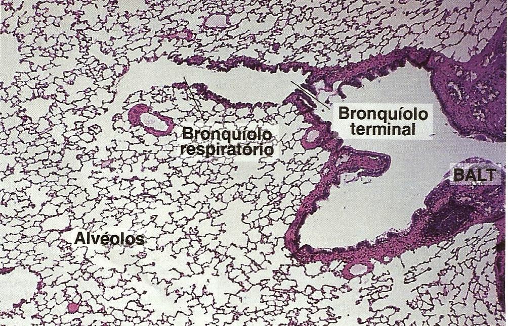 Histologia Do Sistema Respiratorio - FDPLEARN