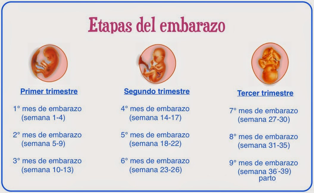 25 semanas de embarazo cuantos meses son