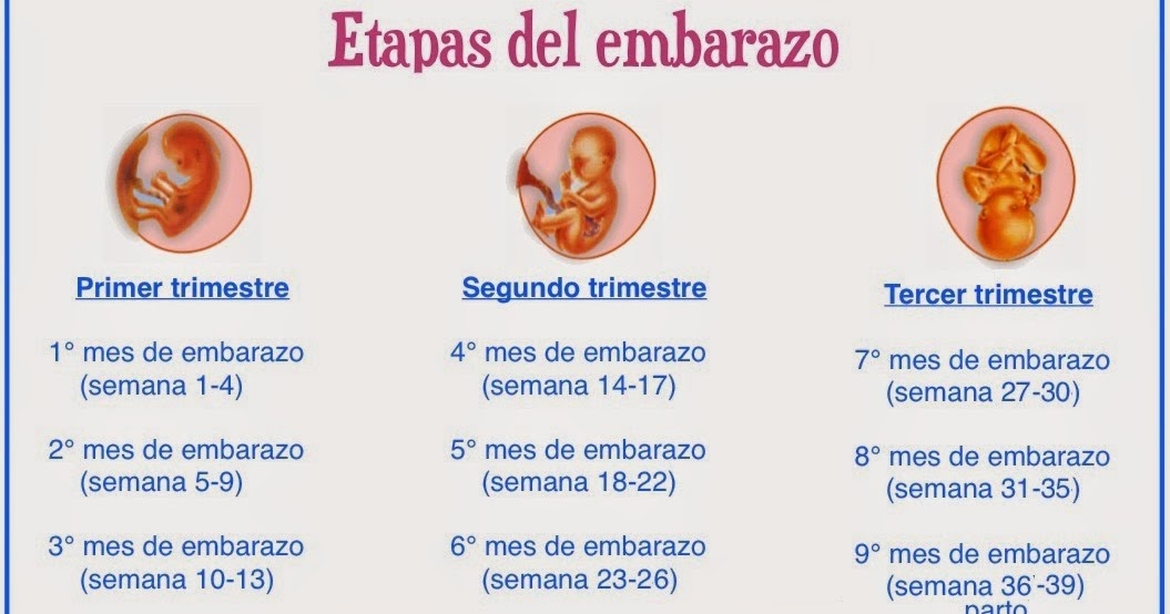 Etapas del embarazo Antes, durante y