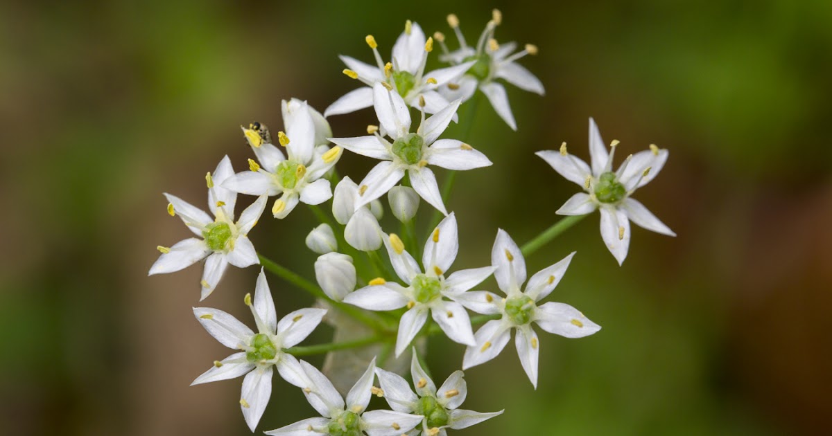 "What's Blooming Now" Wild Garlic, Meadow Garlic (Allium canadense)