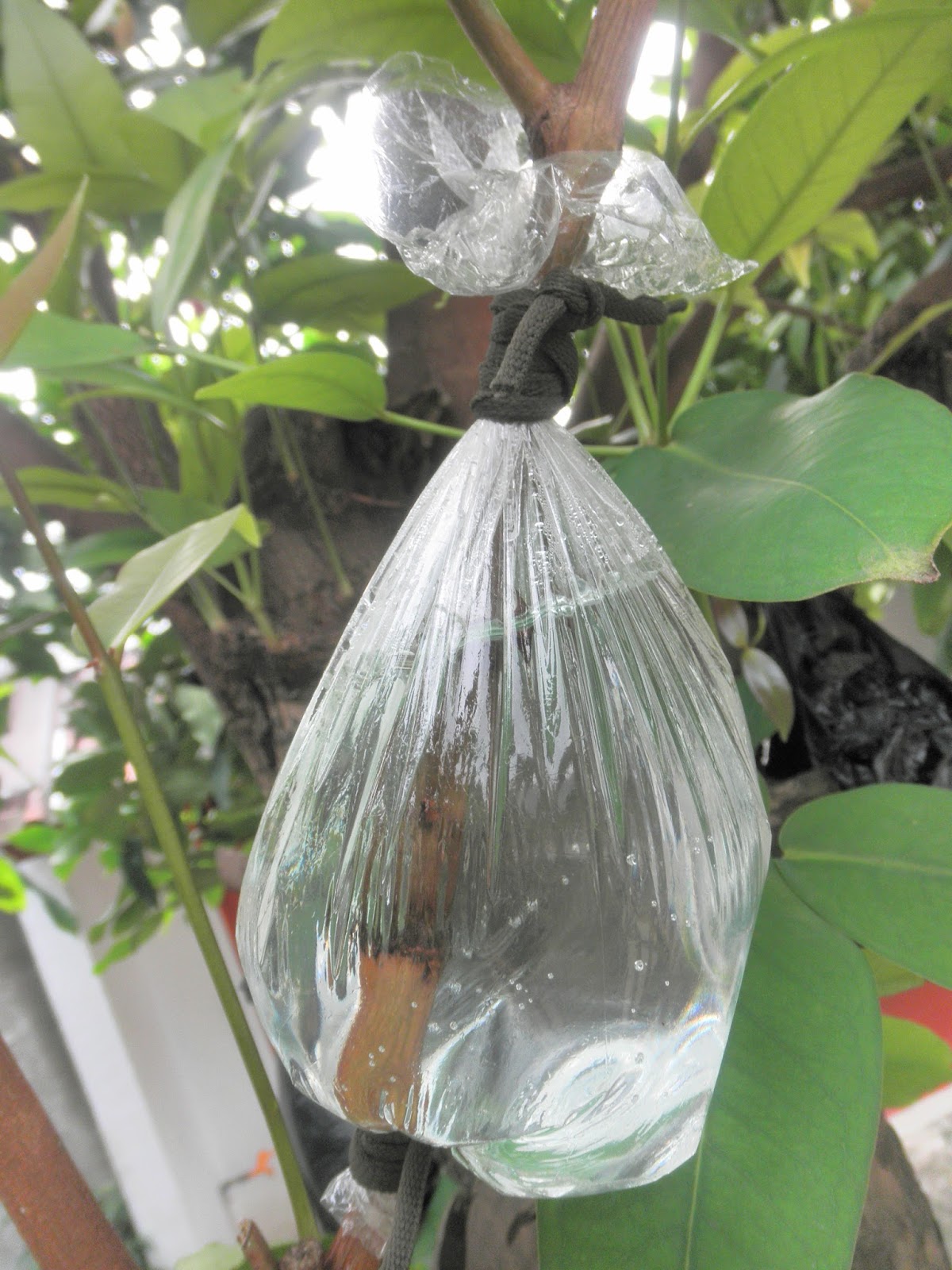 Fathy Farm Mencangkok Tanaman Dengan Media Air