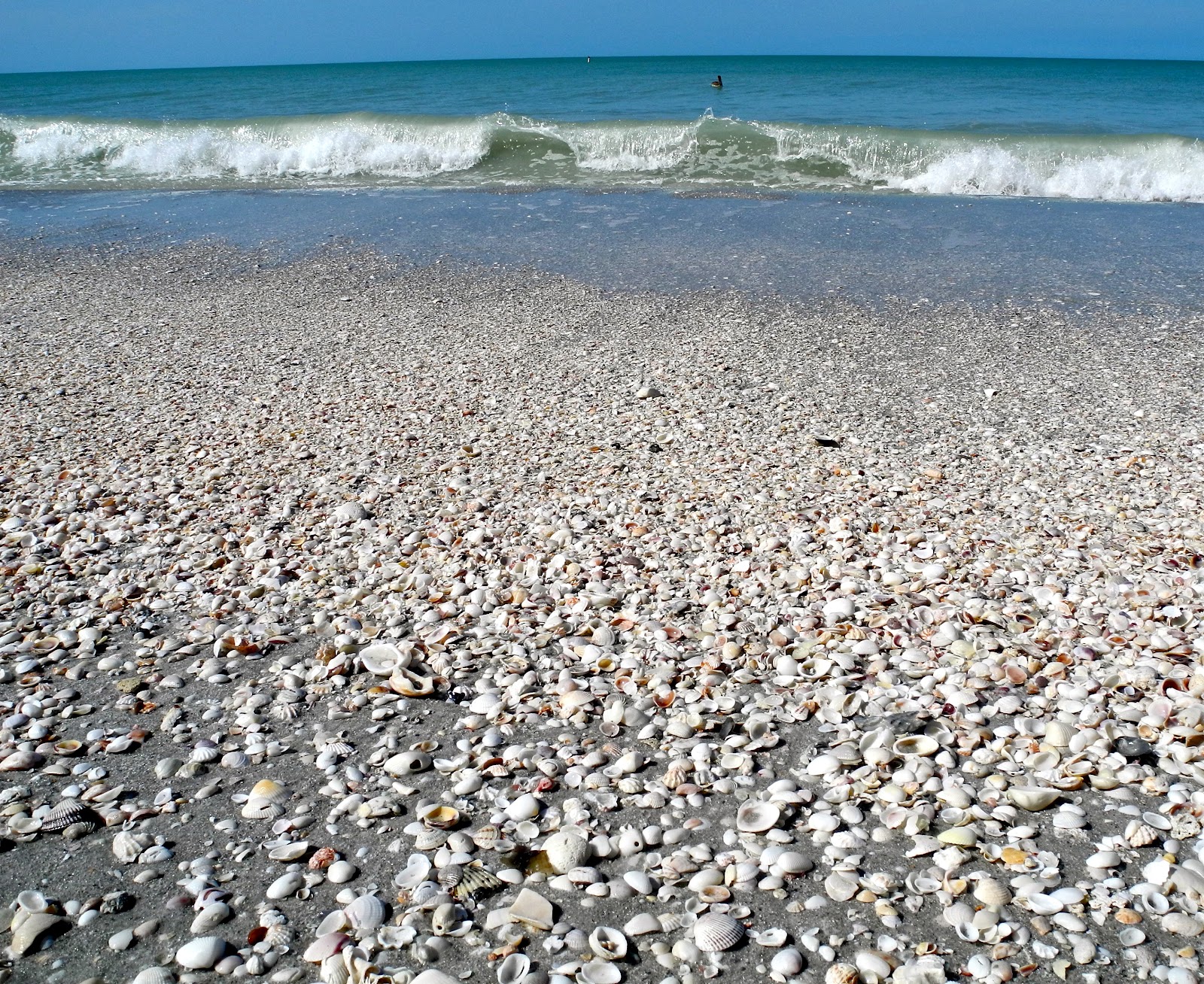 SeaglassSundays No Seaglass on Sanibel Island!