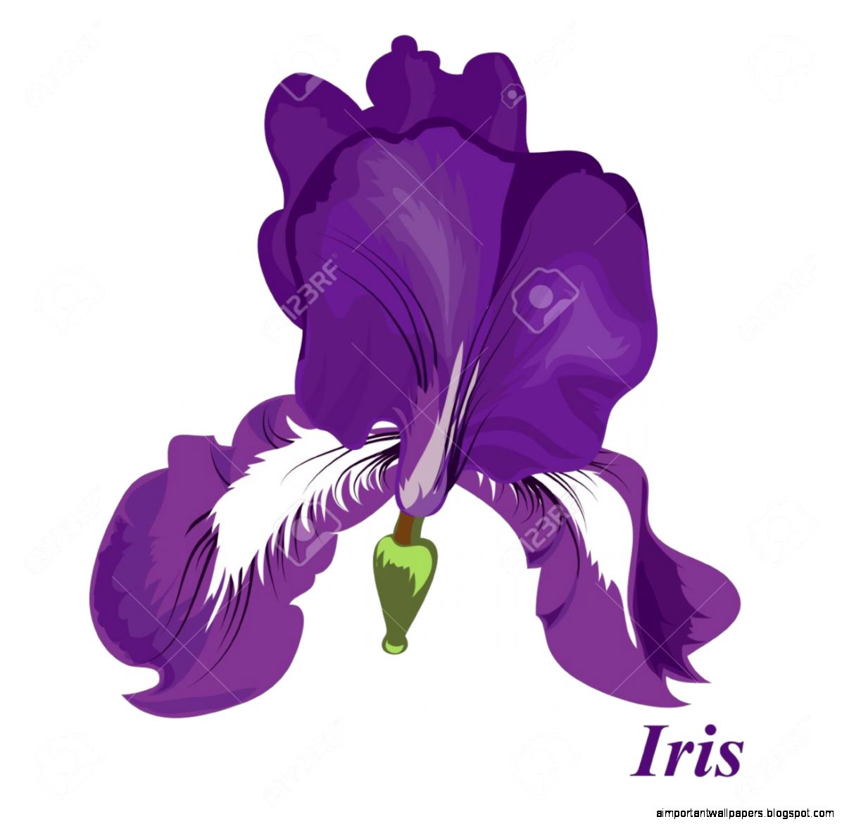 Vector Drawing Of A Flower Iris Background With A Flower For